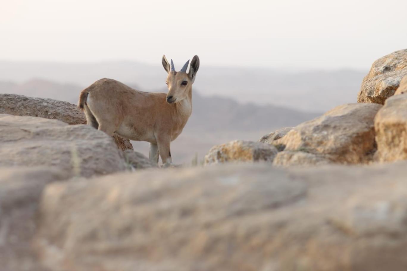 Ibex Unique Desert Inn มิตซ์เปรามอน ภายนอก รูปภาพ